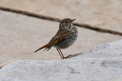 Hermit Thrush