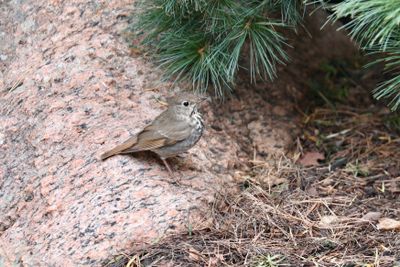Hermit Thrush
