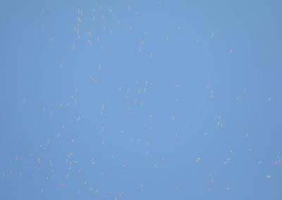 Franklin's Gulls