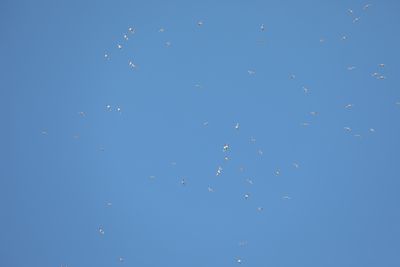 Franklin's Gulls
