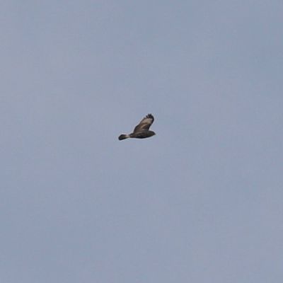 Rough-legged Hawk