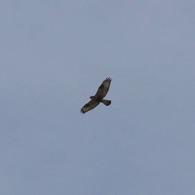 Rough-legged Hawk