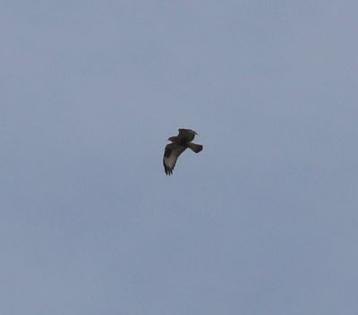 Rough-legged Hawk