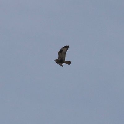 Rough-legged Hawk