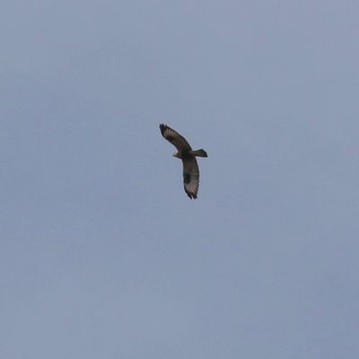 Rough-legged Hawk