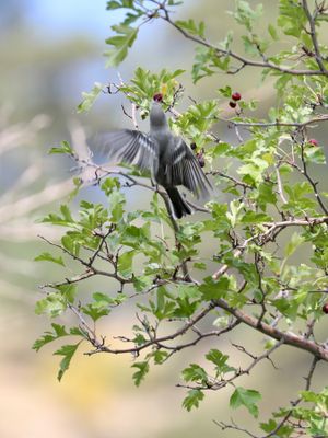 Plumbeous Vireo