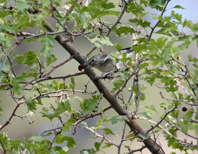 Plumbeous Vireo