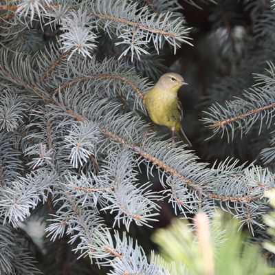 Orange-crowned Warbler
