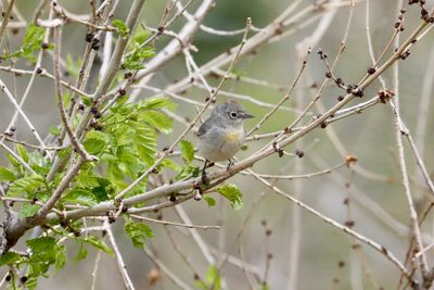 Virginia's Warbler
