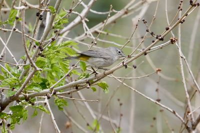 Virginia's Warbler