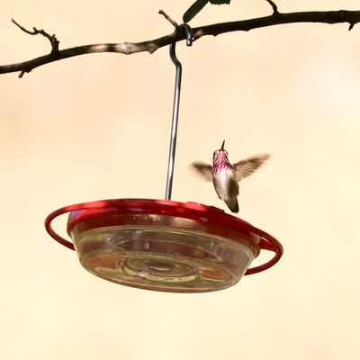 Calliope Hummingbird