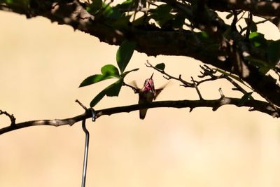 Calliope Hummingbird