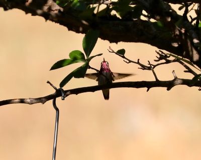 Calliope Hummingbird