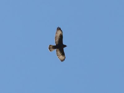 Broad-winged Hawk