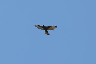 Broad-winged Hawk
