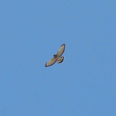 Broad-winged Hawk