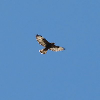 Broad-winged Hawk