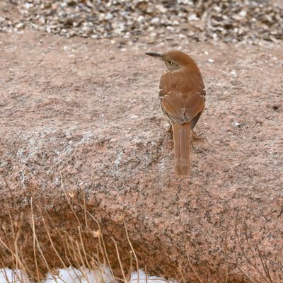 Brown Thrasher
