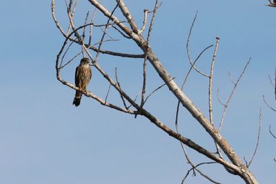 Merlin