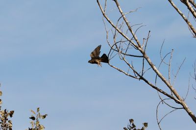 Merlin