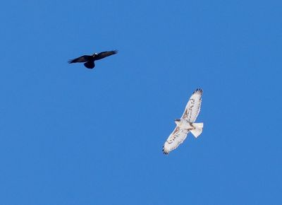 Ferruginous Hawk