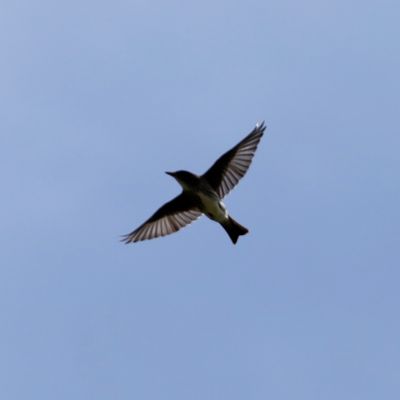 Olive-sided Flycatcher