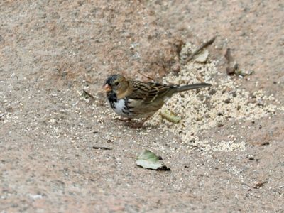Harris's Sparrow
