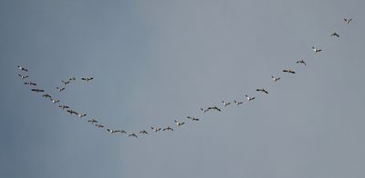 Snow Geese