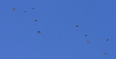 Pinyon Jays