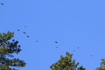 Pinyon Jays