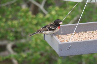 Rose-breasted Grosbeak