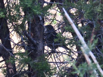 Sage Thrasher