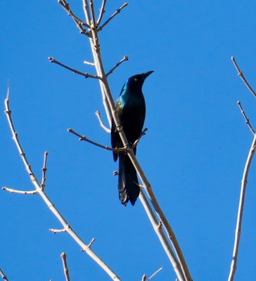 Common Grackle