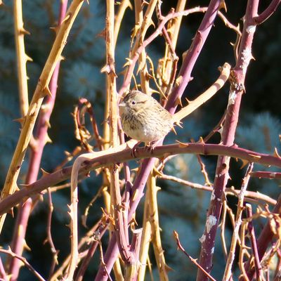 Lincoln's Sparrow