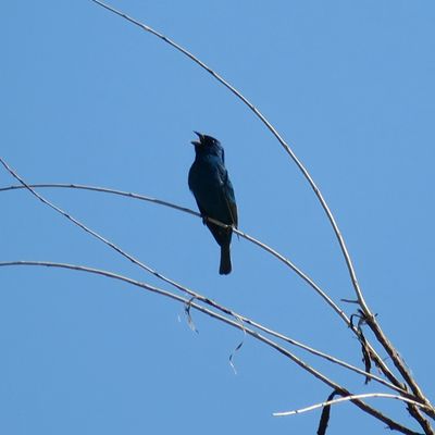Indigo Bunting