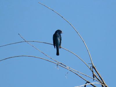 Indigo Bunting