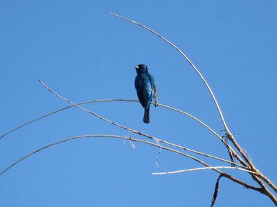 Indigo Bunting