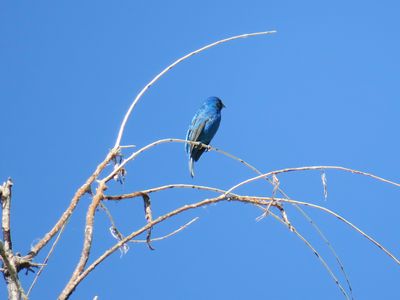 Indigo Bunting