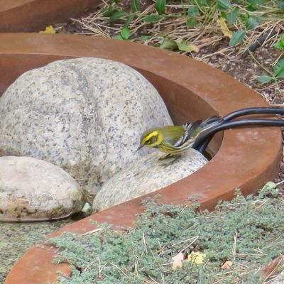 Townsend's Warbler