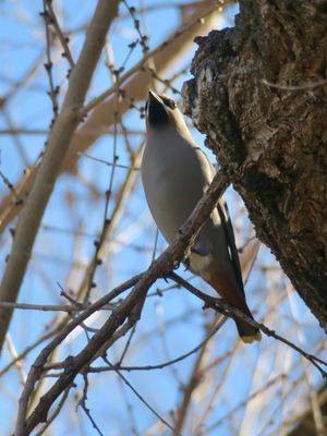 Bohemian waxwing