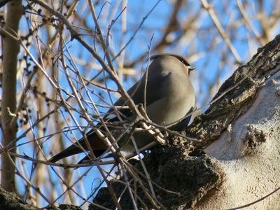 Bohemian waxwing