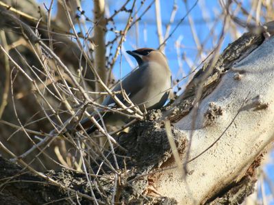 Bohemian waxwing