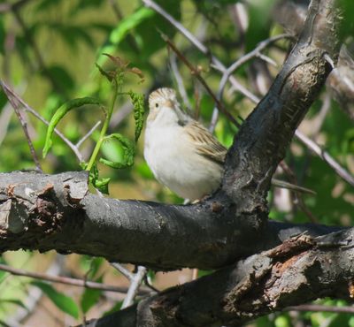 Brewer's Sparrow