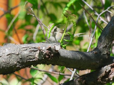 Brewer's Sparrow