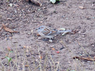 American Tree Sparrow