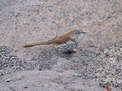 Brown Thrasher