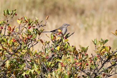 Northern Mockingbird