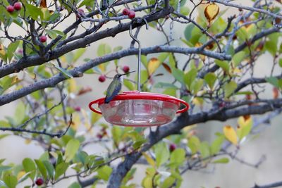 Black-chinned Hummingbird