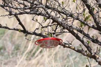 Black-chinned Hummingbird