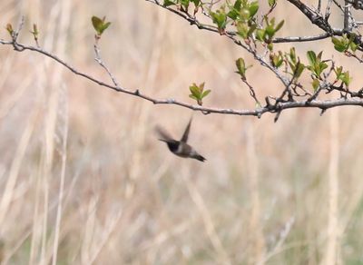 Black-chinned Hummingbird